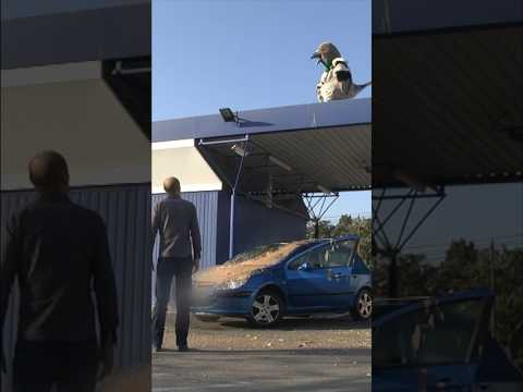 #pigeon #prank #remigaillard 🐦