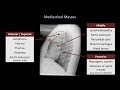 Chest X-Ray Interpretation Concepts