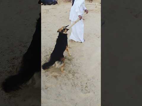 German shepherd attack on owner #germanshepherdattack #aggressivedog #shorts #dog #trending