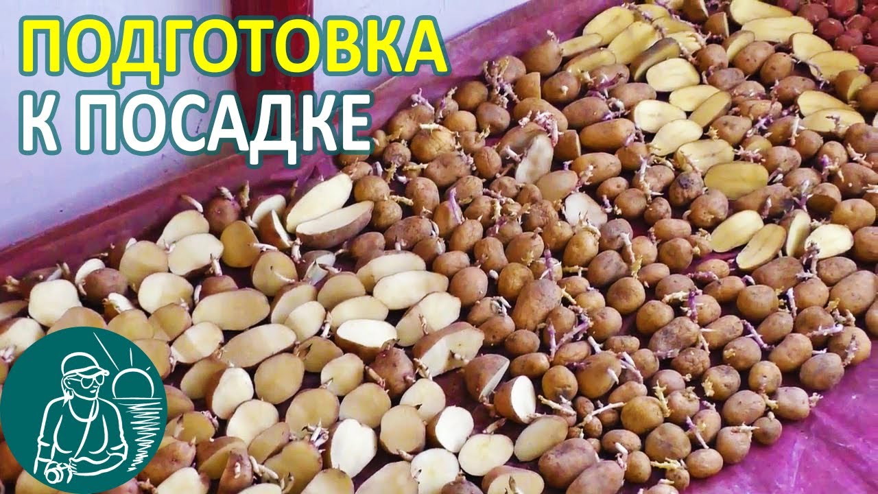 Подготовка картофеля к посадке выращивание картофеля по технологии гордеевых