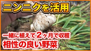 一緒に植えるだけで良く育つ！？ニンニクの混植【農園ライフ】