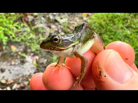 カエル採集は楽しいな。絶滅危惧種も出てきたよ！