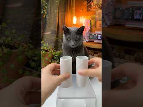 오른쪽을 강조하는 집사😼