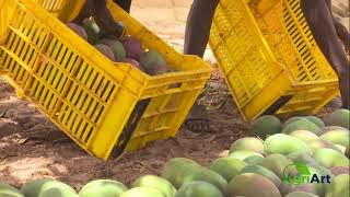Senegal:À la découverte de Anep Company qui fait environ 1M€ en CA  dans l'exportation de mangues.