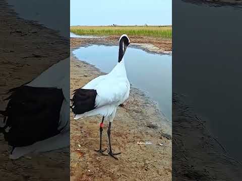 Quran recitation!beautiful voice!#islamicvideo #nature #birds #education #ytshorts