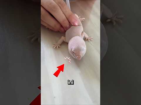 ini alasan kulit gecko di pompa#shorts #viralshorts