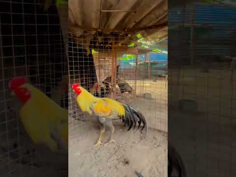 #shorts#pollachi#seval#subscribemychannel#like#aseel #rooster#birds#ytroosterfarm