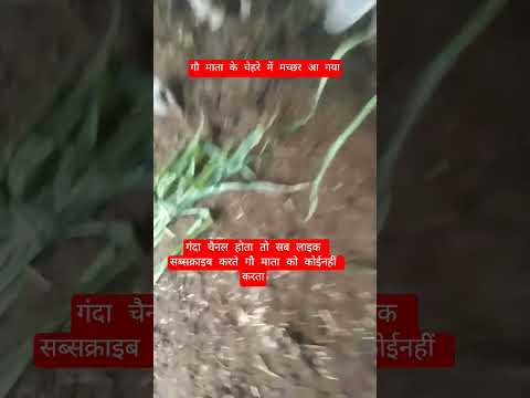 गौ माता के चेहरे में मच्छर आ गया #motivation #100millon #cow #13million #gaumata