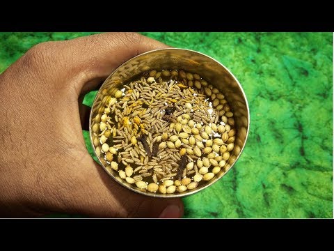 पेट में बार बार गैस बनती है, पाद आती है, पेट हमेशा खराब रहता है तो अपनाए यह घरेलू नुस्खा ||