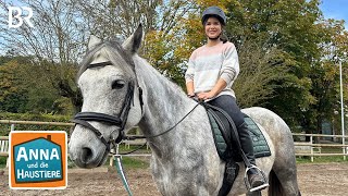 Connemara Pony | Information für Kinder | Anna und die Haustiere | BR