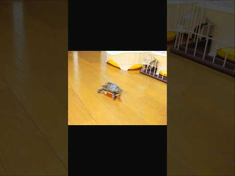 拾った亀がスケボー亀でした