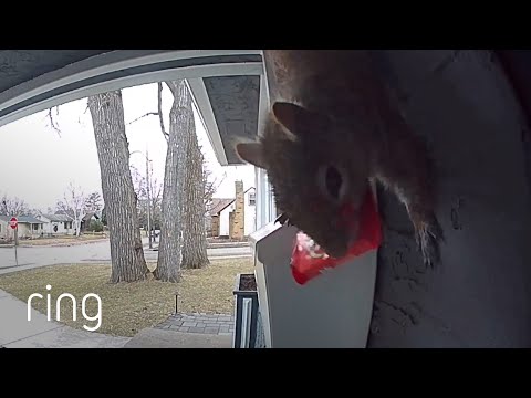 A Sneaky “Porch Pirate” Makes Off With Mail Carrier’s Treat | RingTV