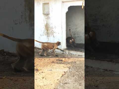 hanumanji||hanuman