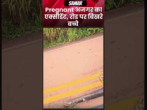 बेचारा अजगर 😭😱 #shortvideo #shorts #reels #explore #snake #wildlife