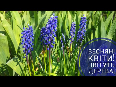 Весняні квіти, цвітуть дерева!