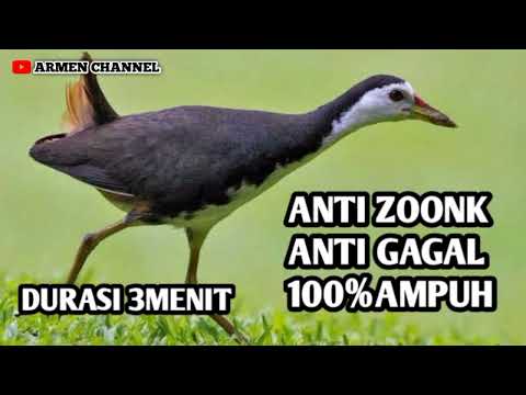 SUARA BURUNG RUAK RUAK PALING AMPUH DURASI PENDEK