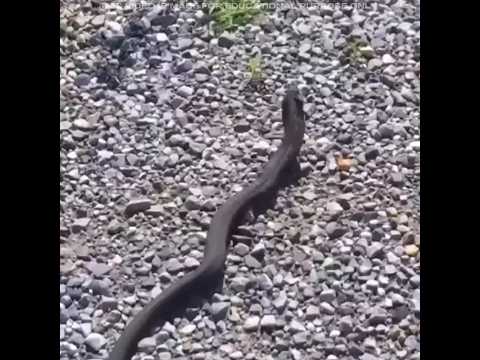 This Snake Deserves An Oscar 😱 #shorts #facts #amazingfacts