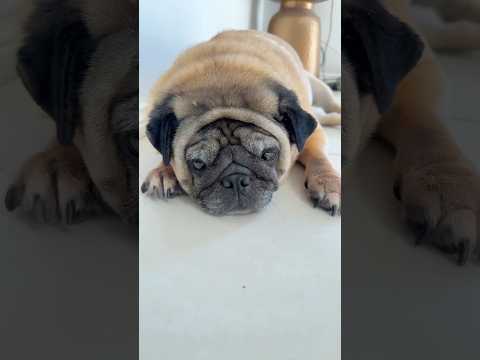 Iโm a toddler ๐คช๐ฅบ๐ถ #funny #pug #cute #shorts