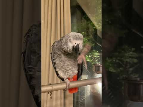 【亡き夫の鳥と生活】お歌やらないと言いつつやるインコ