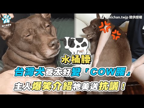 【台灣犬養太好變「COW腰」 主人爆笑介紹牠美送抗議！】｜@台灣産QQりーゆき 李幸Lee Yuki @米克斯我家阿邁