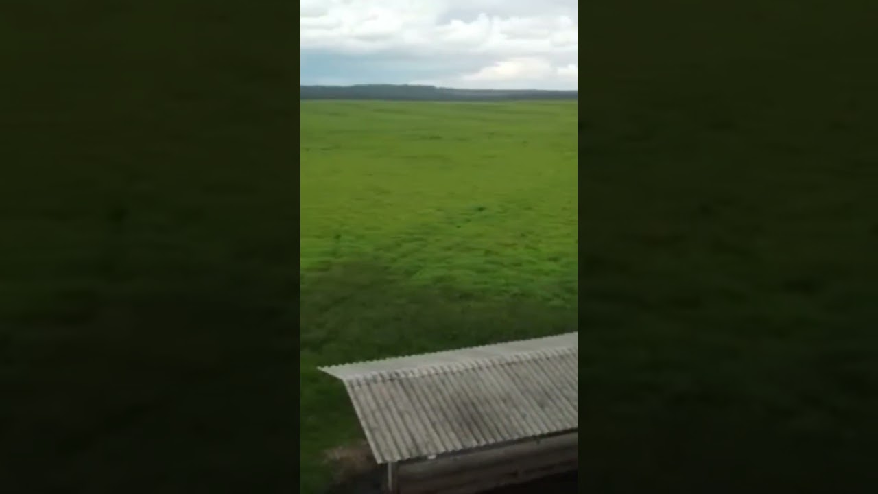 Coisa bonita de ver 