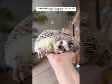 Cute baby hedgehog #hedgehog #shortsvideo #babyhedgehog