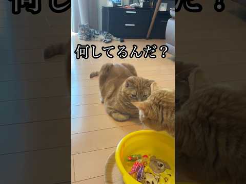 猫の動画サムネイル - 何してるんだ？ ねこ 水飲み 3匹 魚 おもちゃ cat