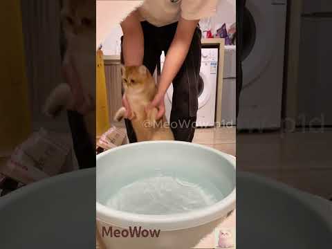Chân của mèo con bẩn như thế nào? #shorts #meowow #funny