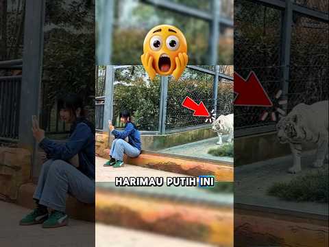 harimau putih dengan gagah mendekati wanita yang lagi main hp.bikin kaget ending nya?#shorts#random