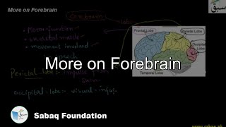 More on Forebrain