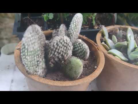 garden tour 2023 #gareden well hello there and welcome here to my channel if you share my passion for pets and plants I would 