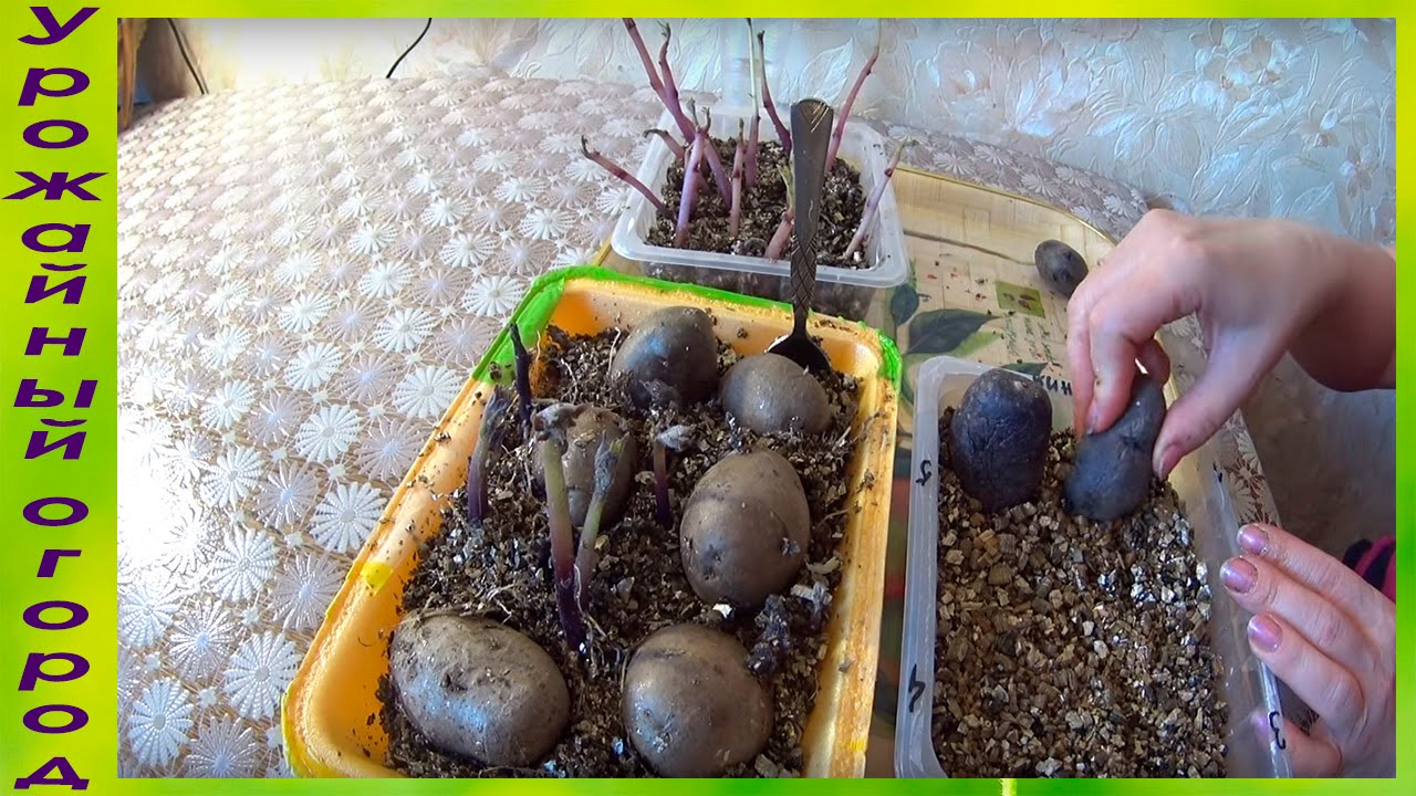 Размножение и омоложение картофеля ростками