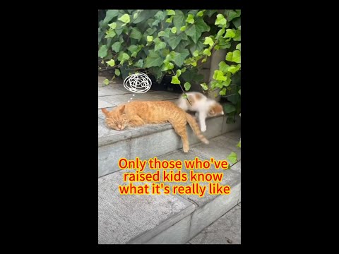Really exhausted and sleepy#cat #funny #shorts #subscribe