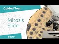 Understanding Mitosis in Onion Root Tips
