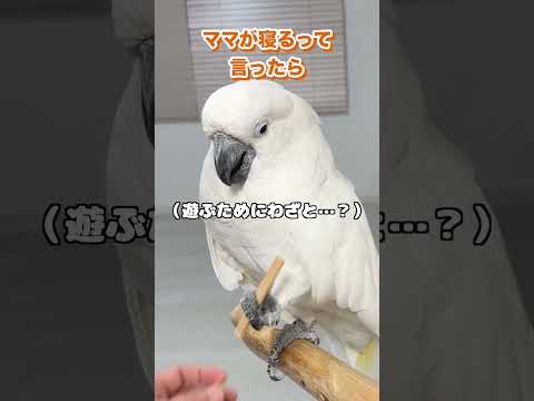 ママが寝るって言ったら急にこうなった #shorts