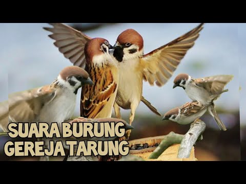 SUARA BURUNG GEREJA TARUNG COCOK BUAT PIKAT @MP3suarapikatburung
