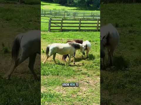 Let’s move everyone around on the mini farm! Mini donkeys! Mini cows! Mini horses!