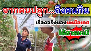 จากคนปลูกถึงคนกิน เรื่องจริงของมะเขือเทศไร้สารเคมี