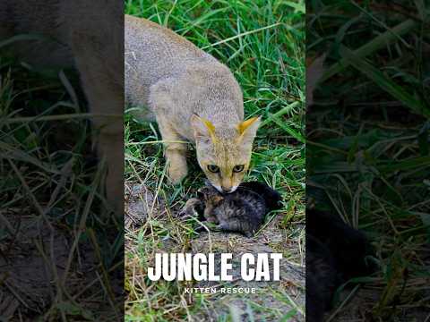 Jungle Cat Kittens Rescued - P5 #junglecat #junglecatkitten #wildcat #indianjunglecat#catsofindia