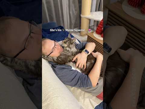 ๐His โจMaine Meow Squeezeโจ is very demanding ๐ผ Her side eye ๐ #catdad #mainecoon