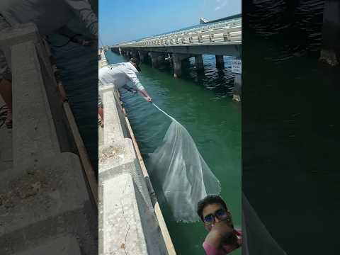 fishing 🦦 #fishing #fish #viral #shortsfeed #cartoon #funny #travel