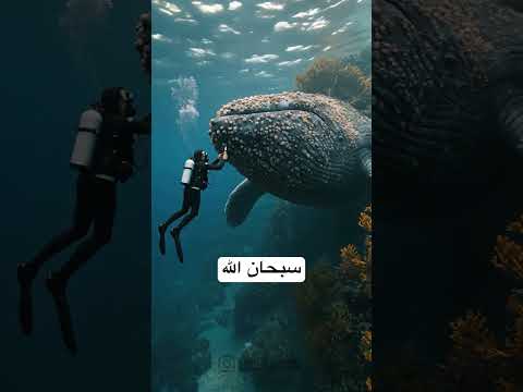 #quran #explore