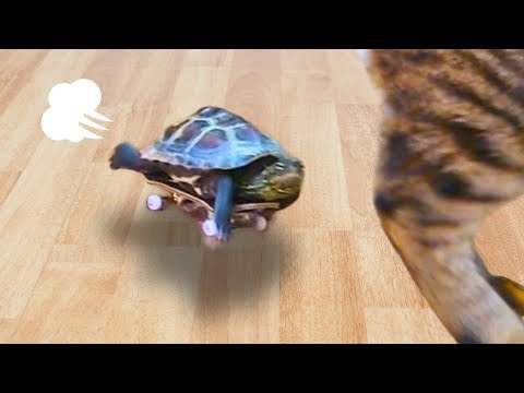 【総集編】世界最速のカメ、そして逃げる猫たち【[Compilation] A turtle that's too fast, a cat that runs away】
