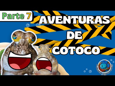 ELE NÃO IMAGINAVA QUE TERIA TANTOS PROBLEMAS DEPOIS DISSO - Aventuras de Cotoco