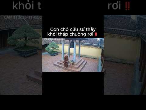 Con chó cứu sư thầy khỏi tháp chuông rơi‼️