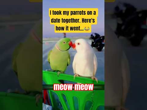 Parrot Party Time! 🦜🎉 Happy Moments You NEED to See! #bird #birds #parrot