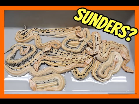 Magpie Het T+ X T+ Batrix Blood Python Clutch!