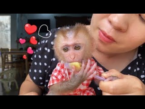 Baby monkey Linda eats tea with her mother