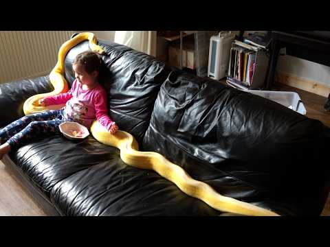 Girl Is Best Friends With Pythons