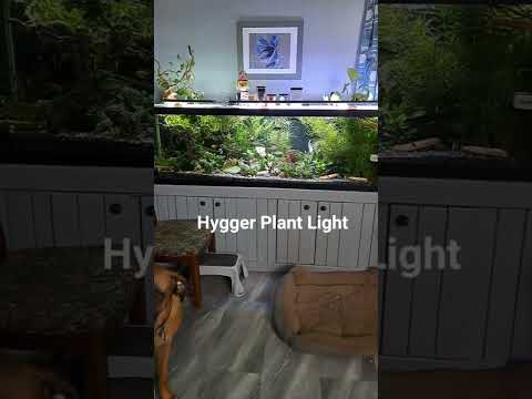 Hygger light vs co-op light. 